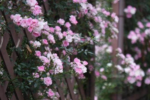 薔薇 薔薇の写真