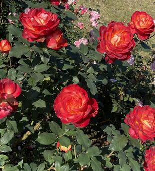 薔薇 薔薇,バラ,花の写真素材