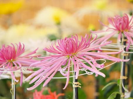 菊 菊 菊,菊の花,キクの写真素材