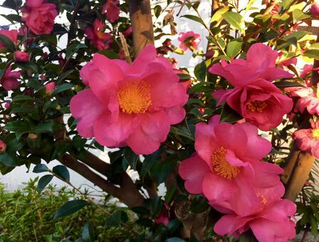 山茶花 山茶花の写真