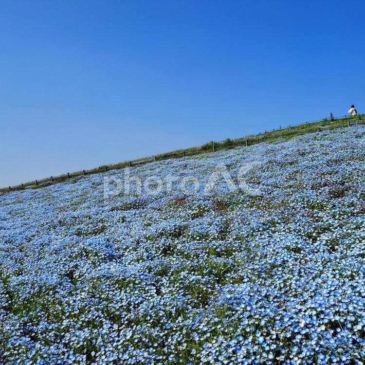ひたち海浜公園・ネモフィラの丘（茨城県） 春,ネモフィラ,国営ひたち海浜公園の写真素材