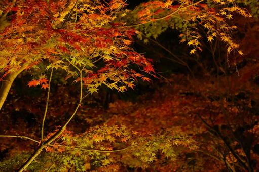 紅葉のライトアップ１ モミジ,紅葉,ライトアップの写真素材