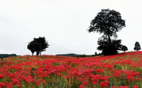 満開の彼岸花畑にて パノラマ 満開の彼岸花畑にて パノラマの写真