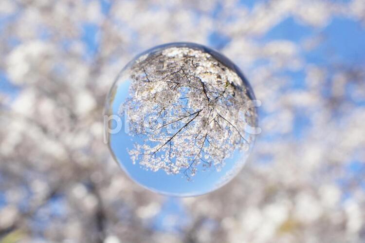 満開の桜と青空 桜,青空,お花見の写真素材