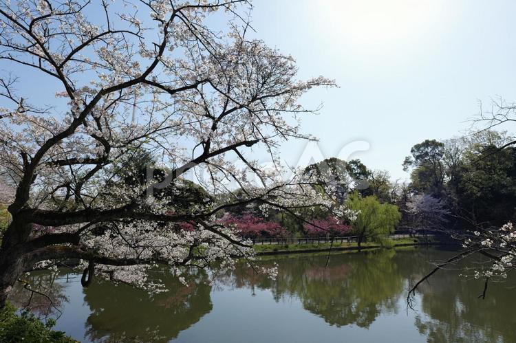横浜, 三ツ池公園の桜と池 桜,三ツ池公園,横浜の写真素材