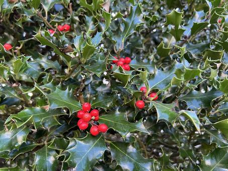 ヒイラギの木とベリー ヒイラギ,柊,赤の写真素材