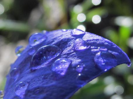 水滴と花 水滴と花 水滴,しずく,雨の写真素材