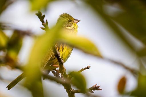 アオジ⑺の写真