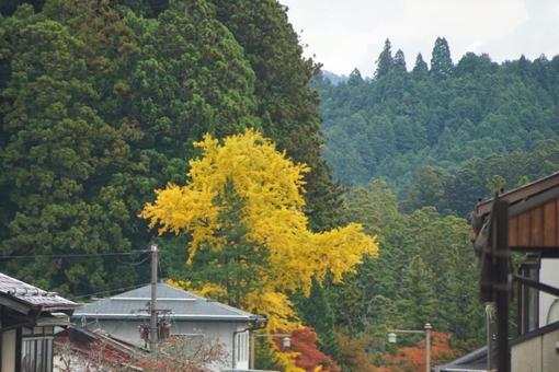 山里に映える黄葉の銀杏 山里に映える黄葉の銀杏の写真