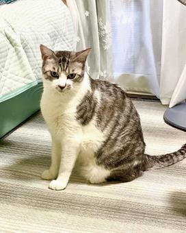 ちょこんとお座りされるサバ白猫様 ちょこんとお座りされるサバ白猫様の写真