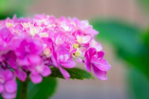 紫陽花8 紫陽花8 紫陽花,植物,花の写真素材