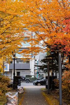 札幌市　秋の落葉 北海道,北,札幌市の写真素材