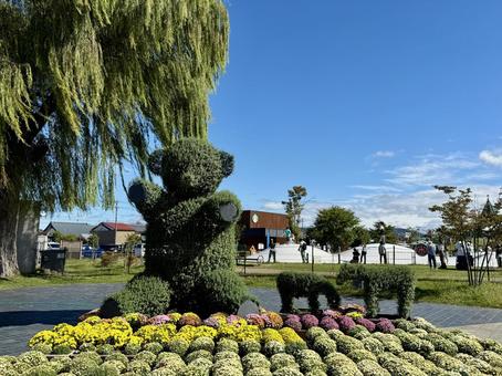 秋の武生中央公園 色鮮やか,菊,ガーベラの写真素材