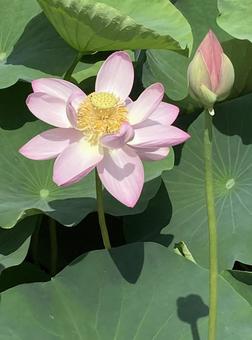 照片, 蓮花, 初夏, 晴天, 