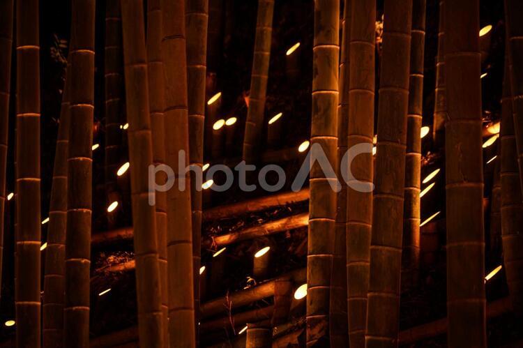 竹林の小径ライトアップ（小机城址市民の森） 竹林,ライトアップ,日本文化の写真素材