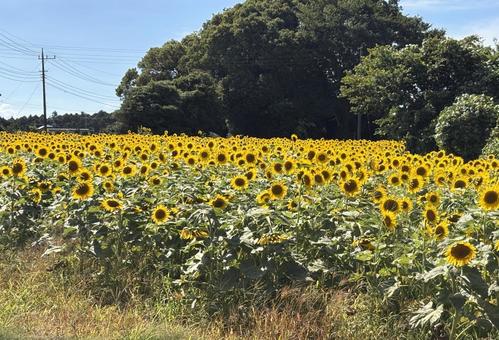 一面に広がるひまわり畑 一面に広がるひまわり畑の写真