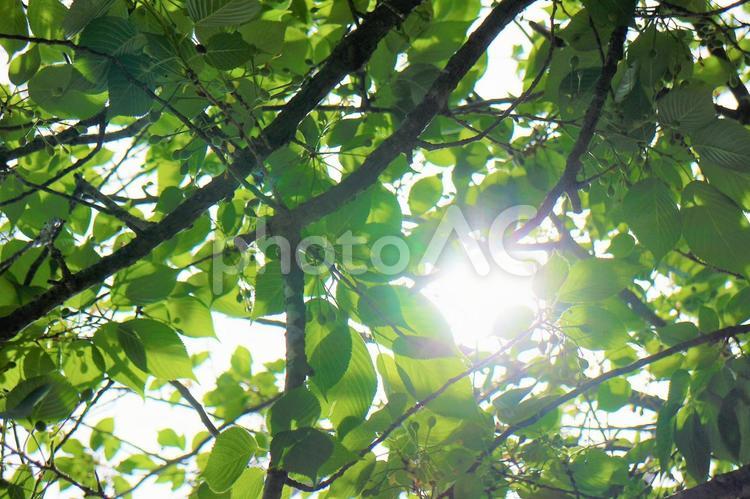 木漏れ日の眩しさ 木漏れ日,眩しい,木陰の写真素材