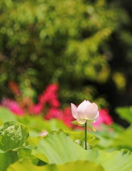 信濃国分寺 蓮12 信濃国分寺 蓮12の写真