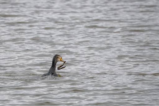 ウミウの若鳥⑸ ウミウの若鳥⑸の写真