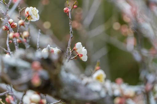 枝に咲く白梅の可憐な花 枝に咲く白梅の可憐な花の写真