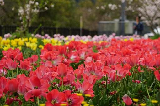 Tulip fields in spring, JPG