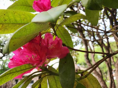 石楠花 石楠花 シャクナゲ,春の景色,春の写真素材