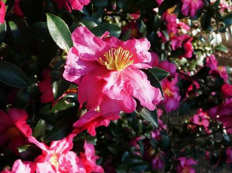 山茶花 山茶花の写真