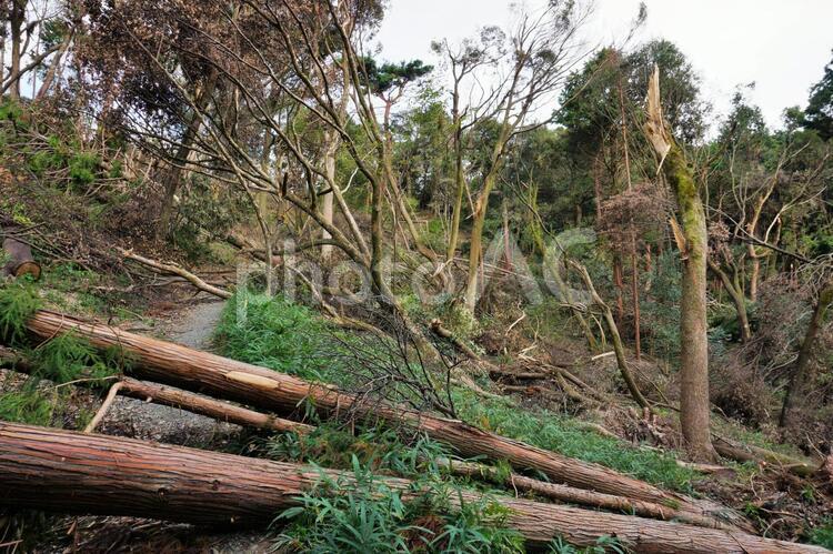 里山の台風の被害2 木,森,折れるの写真素材
