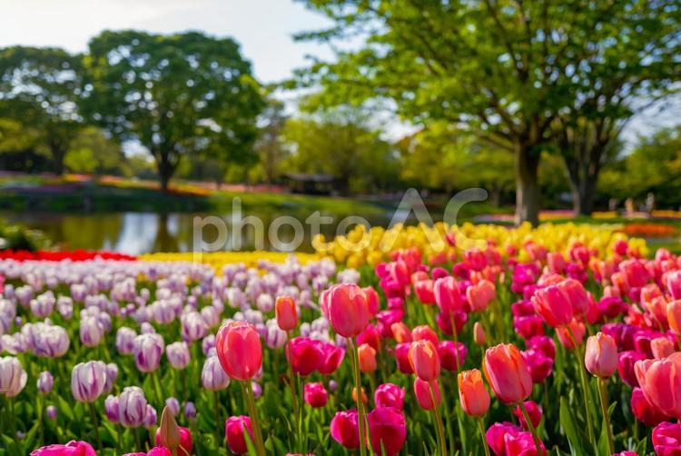 春の昭和記念公園に咲く満開のチューリップ 東京,立川,昭和記念公園の写真素材