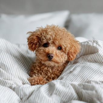 穏やかにくつろぐプードル 穏やかにくつろぐプードルの写真