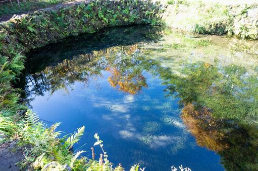 秋の忍野八海 池に映る紅葉 秋の忍野八海 池に映る紅葉の写真