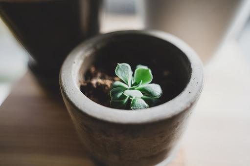 小さな多肉植物 小さな多肉植物の写真