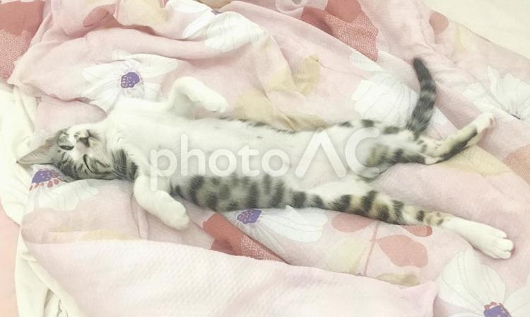 爆睡子猫ちゃん 赤ちゃん,子猫,爆睡の写真素材