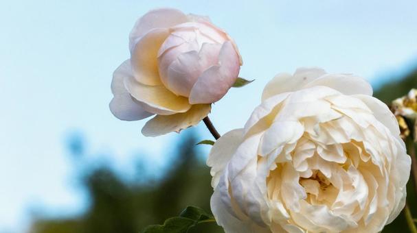 薔薇 薔薇の写真