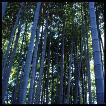 Bamboo 6, JPG Bamboo 6, JPG