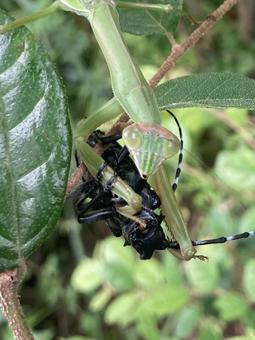 カマキリとカミキリムシ カマキリとカミキリムシ カマキリ,カミキリムシ,昆虫の写真素材