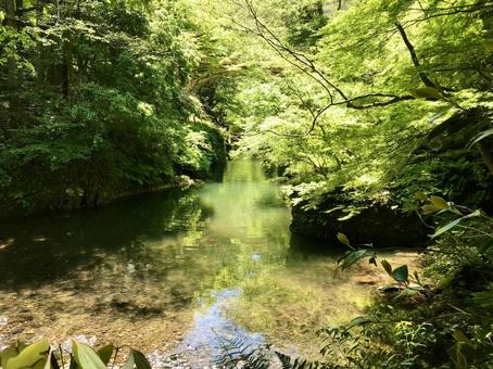 森の中の川 森の中の川の写真