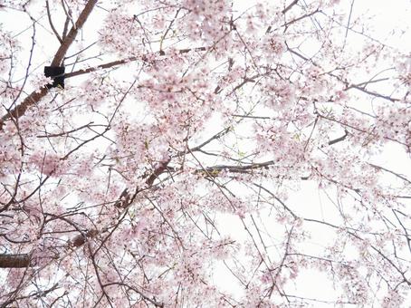 桜の花 桜の花の写真