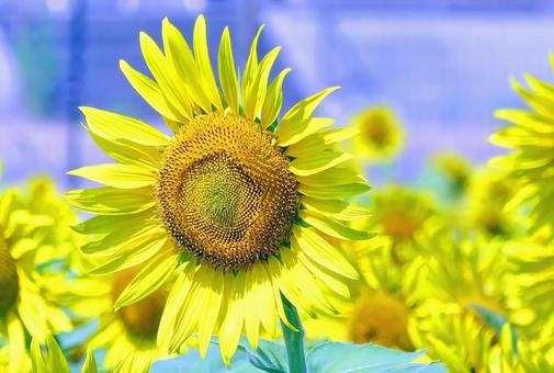大輪のひまわりの花 大輪のひまわりの花の写真