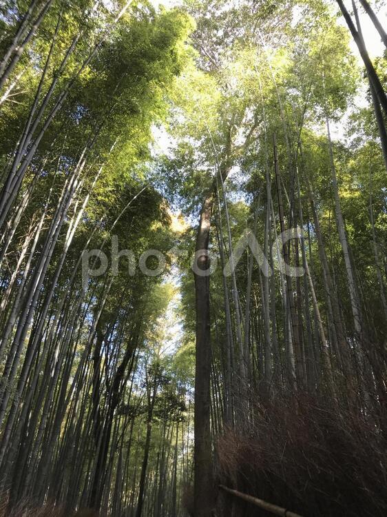 京都嵯峨野の竹林 木材,木,自然の写真素材