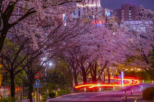 赤坂桜道と赤いテールライト 赤坂桜道と赤いテールライト 夜桜,桜,さくらの写真素材