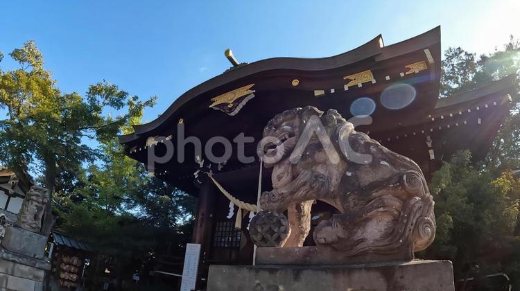 埼玉県行田市行田　 行田八幡神社　狛犬 埼玉,行田市行田,行田八幡神社の写真素材