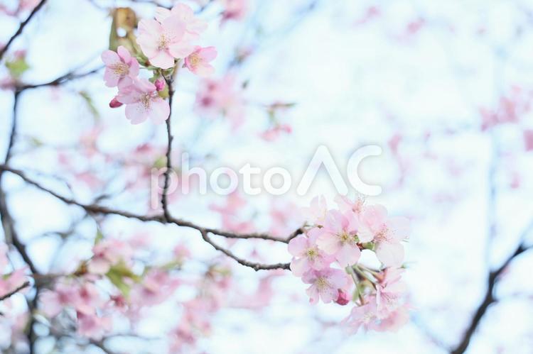 春イメージ　桜の花 桜,河津桜,寒桜の写真素材