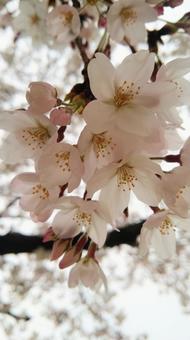 さくら さくら,春,満開の写真素材