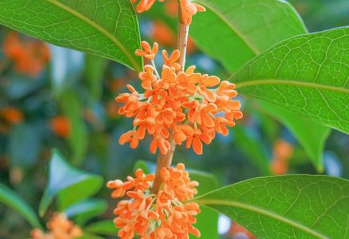 キンモクセイの写真