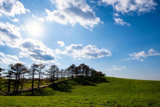 陽光の下で影を伸ばす広大な牧草地の木々 丘陵,木立,並木の写真素材
