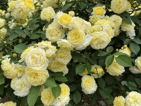 Yellow rose, الورود, الوردات, خضرة, JPG