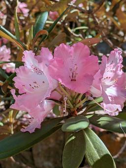 華麗なピンクのシャクナゲ 華麗なピンクのシャクナゲ 石楠花,ピンク,花の写真素材