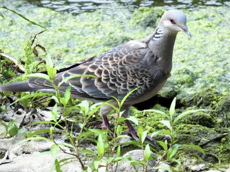 水辺を歩くキジバト 水辺を歩くキジバトの写真