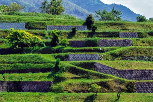 青々とした草に覆われた土手の段々畑 段段畑,イメージ,グリーンの写真素材
